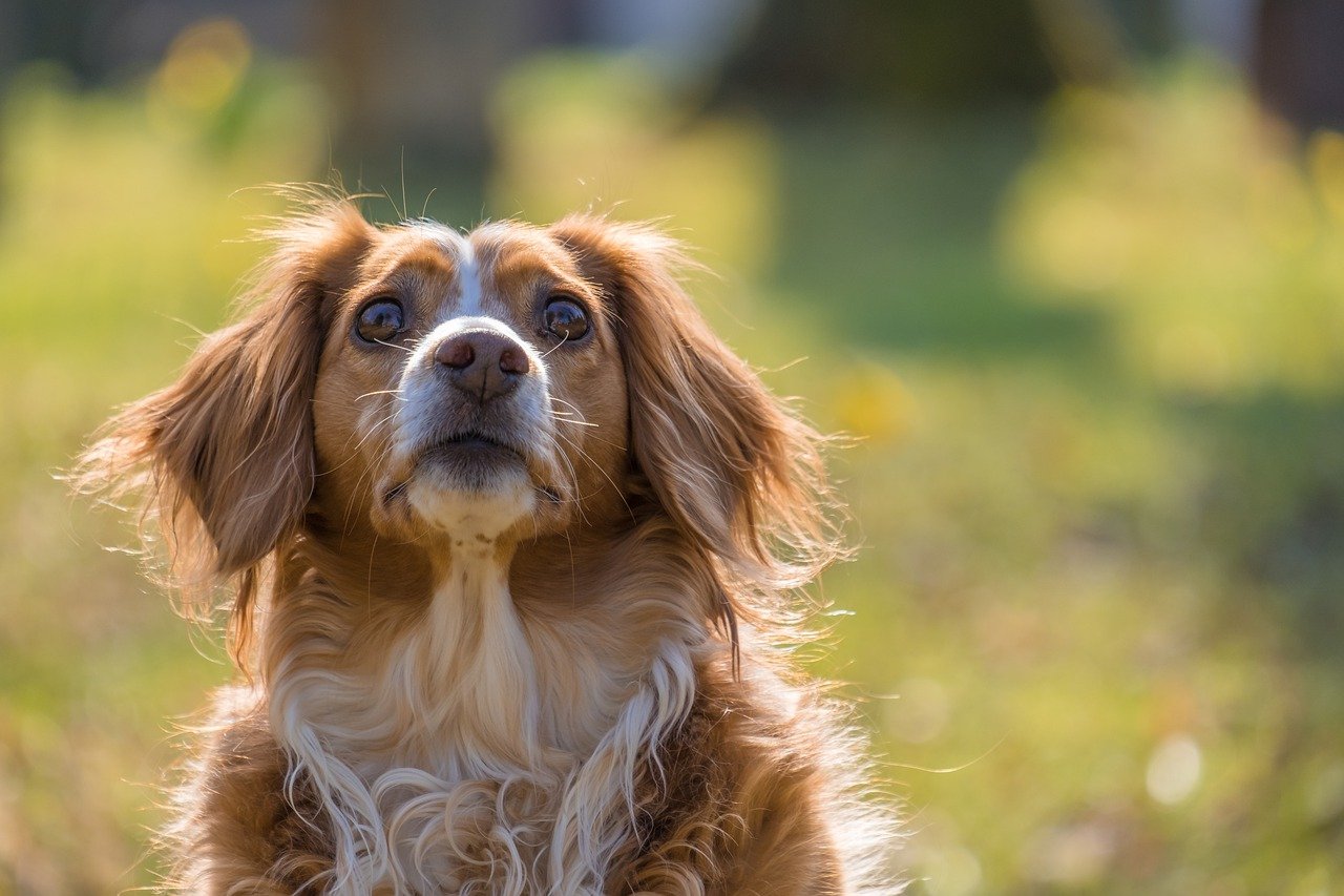 dog, canine, pet