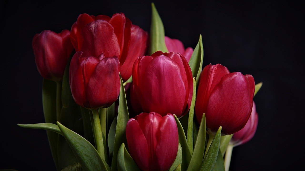 tulips, flowers, bouquet